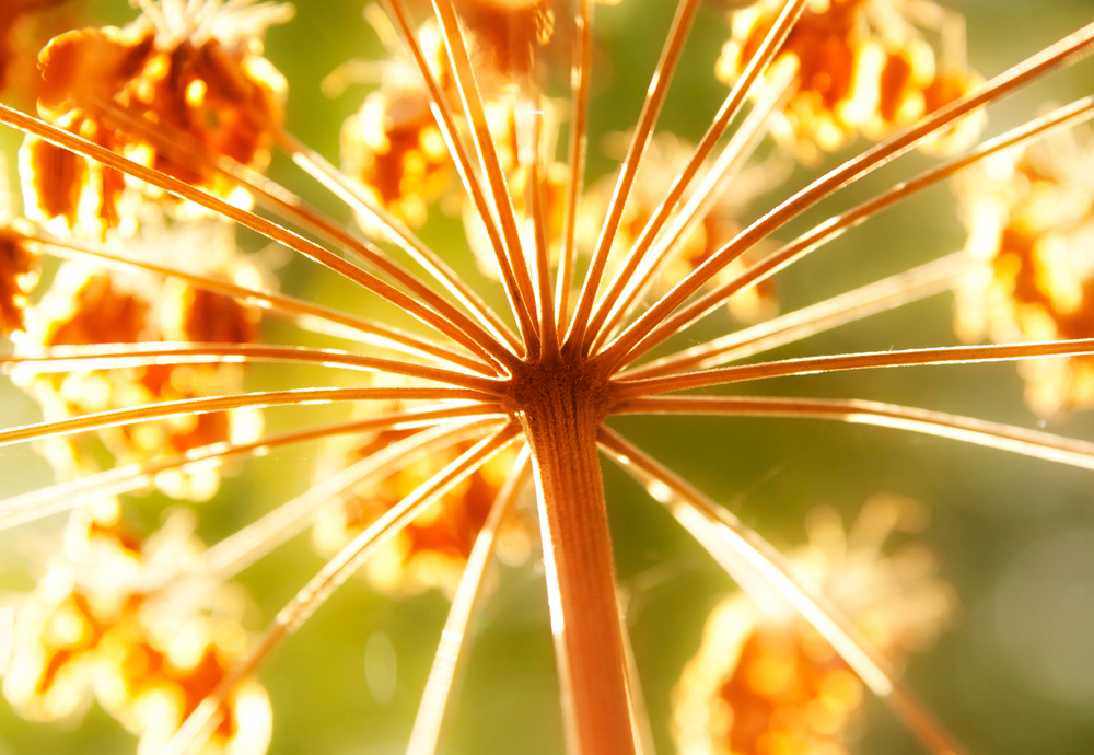 standish_shutterstock_113458594fallflower