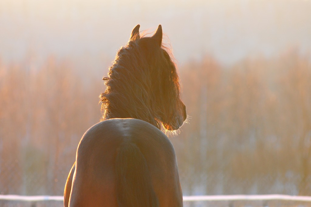 standish_shutterstock_128426609horsesilhouettesunsetbackground