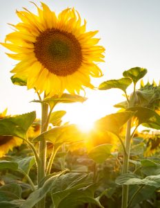 shutterstock_210235387champ_tournesol